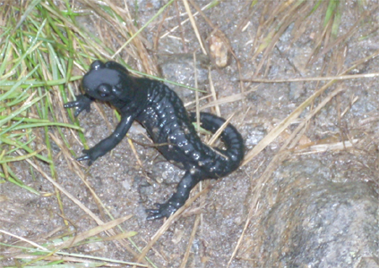 Alpensalamander